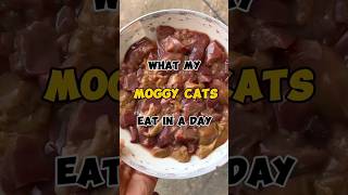 What my Moggy cats eat in a day😌cats catfood youtubeshorts [upl. by Karrah]