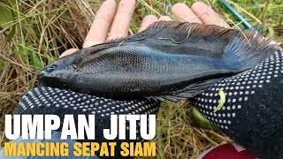 Umpan Jitu Mancing Sepat Siam 6  Kayambang [upl. by Norrek389]