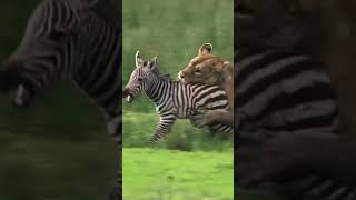 Omg sherni zyadatar shikar karti hai 😱 animals wildlife amazingfacts youtubeshorts facts [upl. by Anihcak]