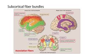 Cerebral Cortex Histology and Anatomy [upl. by Lothar]