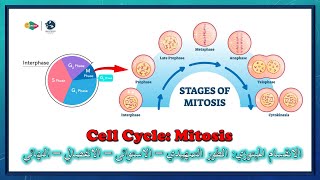 الانقسام الميتوزي شرح بالعربي  Cell Cycle Mitosis division [upl. by Herrle685]