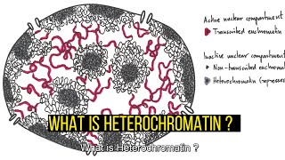 Heterochromatin TypesDifferences Constitutive and Facultative Heterochromatin [upl. by Attikin]