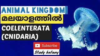 PHYLUM COELENTERATA CNIDARIA PLUS ONE BIOLOGY CHAPTER4 ANIMAL KINGDOM PART5 MALAYALATHIL NCERT [upl. by Nelad318]