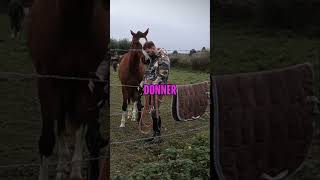 Comment calmer un cheval avec PATIENCE et AMOUR horse chevalpassion cheval [upl. by Charbonneau]