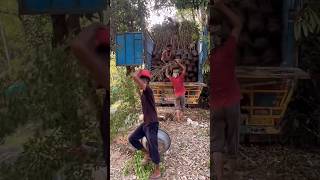 Conocarpus Loading Gajraula to Rajashtan Bikaner Bulk Quantity Available viralvideo youtubeshorts [upl. by Rockwell]