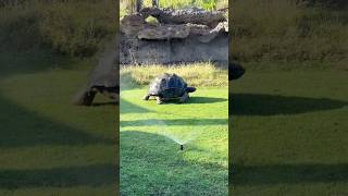 Sharjah Safari travel tortoise safari youtubeshorts shorts shaantrek [upl. by Annait]