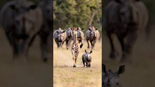 Baby Giraffes Playful Chase with Rhino as Mother Protects Her Calf giraffe mother rhino tiny [upl. by Artined]