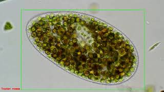 Paramecium bursaria tracking  MOSSE tracker 720p [upl. by Beale34]