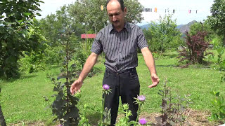 Plante si flori din gradina Domnului Armurariu [upl. by Eniffit974]