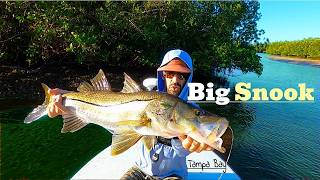 Catching BIG Snook in Upper Tampa Bay Mobbly Bayou [upl. by Kei139]