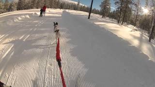 Nikki goes skijoring [upl. by Alamat]