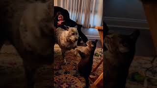 Funny cat and dog🤣🤣cat funnyvideo fypツ dog funnymoments funnypets foryou ❤️❤️ [upl. by Levan]