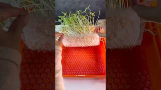 APELAGI NIHHH 😳 plant seed bubblewrap experiment [upl. by Sink476]