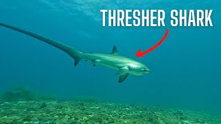 DIVING With THRESHER SHARKS on Malapascua Island [upl. by Lepp134]