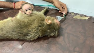 INJURED MOTHER AND BABY MONKEY RESCUED [upl. by Alyel289]