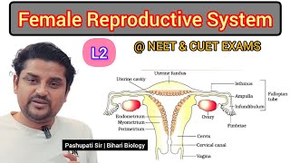 L2 The Female Reproductive System  Human Reproduction class 12  NEET and CUET EXAMS [upl. by Kindig]