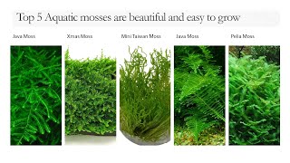 Top 5 Aquatic mosses are beautiful and easy to grow  Aqua x Garden [upl. by Anelahs]