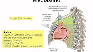 Tórax  Generalidades [upl. by Demona630]