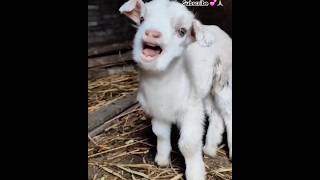 💕Different 🐑little goats ☘️☘️call mom😇 goat goat cuteanimal animal cutegoatytshorts [upl. by Nirre]