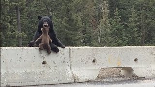 Mama Bear Saves Her Cub From The Highway [upl. by Aihtiekal460]