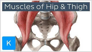 Muscles of the Hip and Thigh  Human Anatomy  Kenhub [upl. by Rossuck]