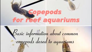 Beginners guide to copepods in your coral reef fish tank Learn about different ones in the aquarium [upl. by Nyrem663]