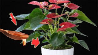 A Few Drops Per Plant Anthurium Grows 300 Times Faster And Blooms Continuously [upl. by Mcilroy]