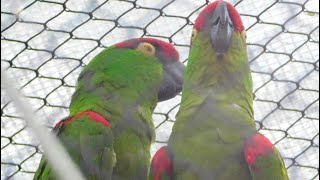 Very vocal thick billed parrots at ZooAmerica September 2024 [upl. by Sibbie]