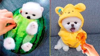 Cute Pomeranian Puppies Doing Funny Things 7  Cute and Funny Dogs  Mini Pom [upl. by Banky889]