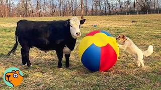 Cow And Dog Play Ball Together Like Toddlers  Cuddle Buddies [upl. by Bennett679]