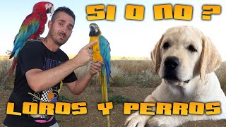 👉¿pueden vivir LOROS y PERROS juntos🤔❓✅si o no❎❓🦜 [upl. by Eivod]