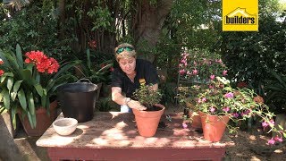 How to Plant Fuchsia Flowers in a Pot [upl. by Christoph]