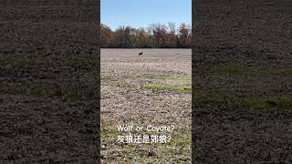 Encounter a Wolf near Ann Arbor Michigan！ 在密歇根州安娜堡附近遇见一只狼！ [upl. by Nohsad906]