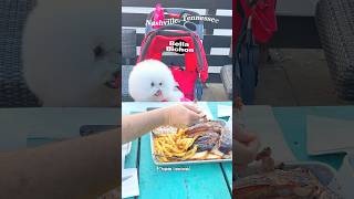 Bella Bichon Loves Brisket at Martin’s BBQ Nashville Tennessee ￼ [upl. by Francesco]