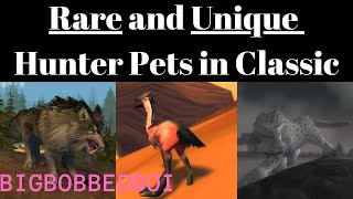 Rare and Unique Hunter Pets in WoW Classic [upl. by Allicserp532]