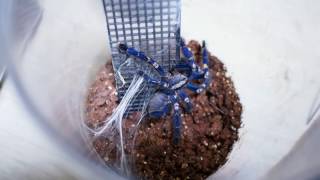 Poecilotheria metallica 구티 사파이어 오너멘탈 사냥영상 [upl. by O'Kelly]