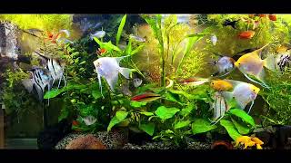 angelfish community tank [upl. by Barbour]