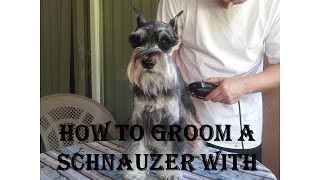 How to Groom a Schnauzer with Cropped Ears [upl. by Carder361]