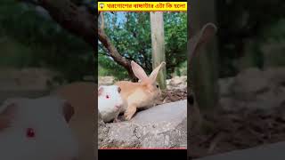 😱 খরগোশের বাচ্চাটার ড্রামে ঢুকার পর এটা কী হয়ে গেল  Saving A Rabbit Life Bangla [upl. by Htessil691]