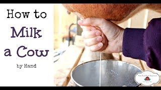 How to Milk a Cow By Hand or goat [upl. by Culver23]