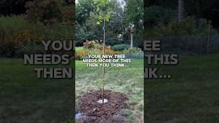 How often should you water a new tree 🌲 gardening gardeningtips planttrees [upl. by Alyworth]