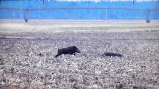 chasses aux sanglier  Mon premier tué [upl. by Germano]