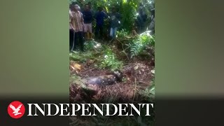 Indonesian woman swallowed whole by python [upl. by Areta]