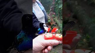 Splendid colorful HUMMINGBIRD handfeeding in slow motion [upl. by Acino]