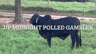 Rock Hill Brahmans amp Crossbreds JJP Midnight Polled Gambler Son of Suva Crat 225 brahmancattle [upl. by Alehs]