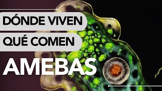 Dónde VIVEN las AMEBAS y QUÉ COMEN 🔎😱 [upl. by Eisaj380]