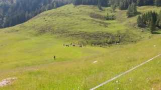 Hengstauftrieb Rauris 2014 part 5 [upl. by Ethelin]