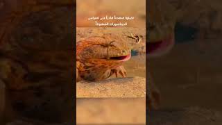 quotBeelzebufo The Giant Frog That Hunted Dinosaurs 🐸🦖quot [upl. by Seana]