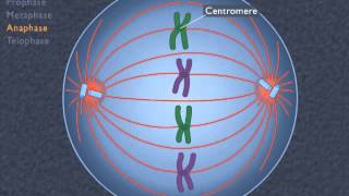 Animation How the Cell Cycle Works [upl. by Keldon]