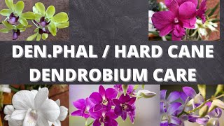 Hybrid Dendrobium Hard cane dendrobium  Denphal care for beginners [upl. by Attena708]